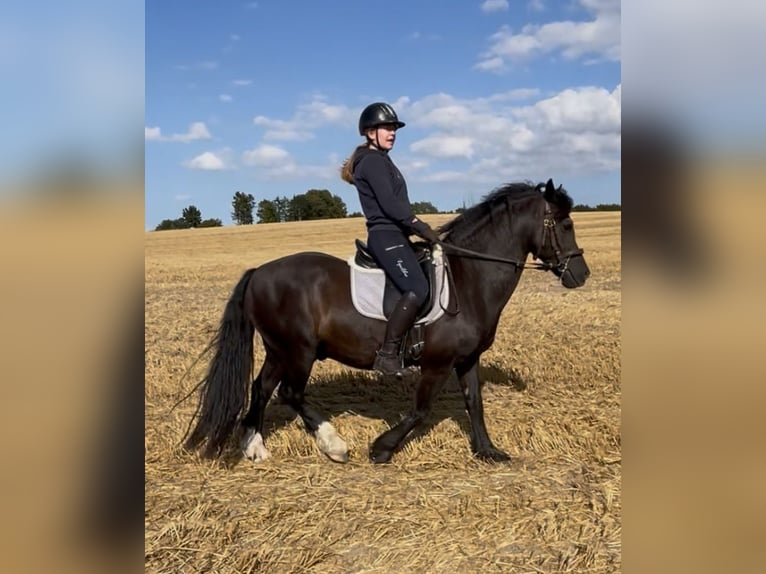 Welsh-D Castrone 14 Anni 147 cm Morello in Lütjenburg