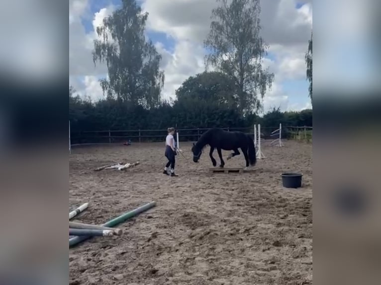 Welsh-D Castrone 14 Anni 147 cm Morello in Lütjenburg