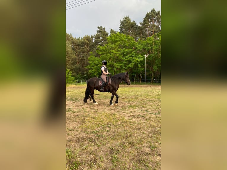 Welsh-D Castrone 14 Anni 150 cm Morello in Stahnsdorf