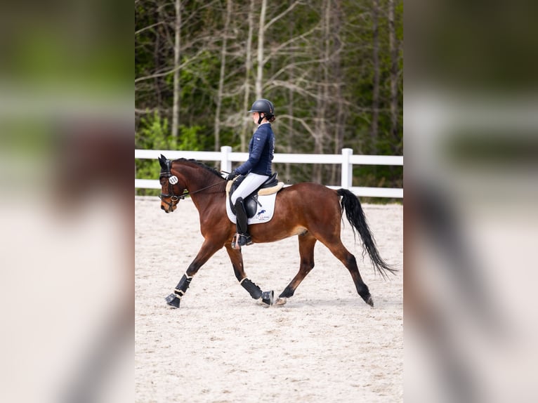 Welsh-D Castrone 15 Anni 145 cm Baio in Reda