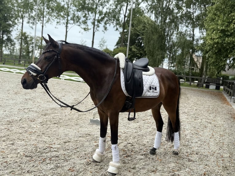 Welsh-D Castrone 15 Anni 146 cm Baio in Alem