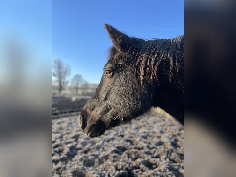 Welsh-D Mix Castrone 15 Anni Morello in Dernbach (Westerwald)