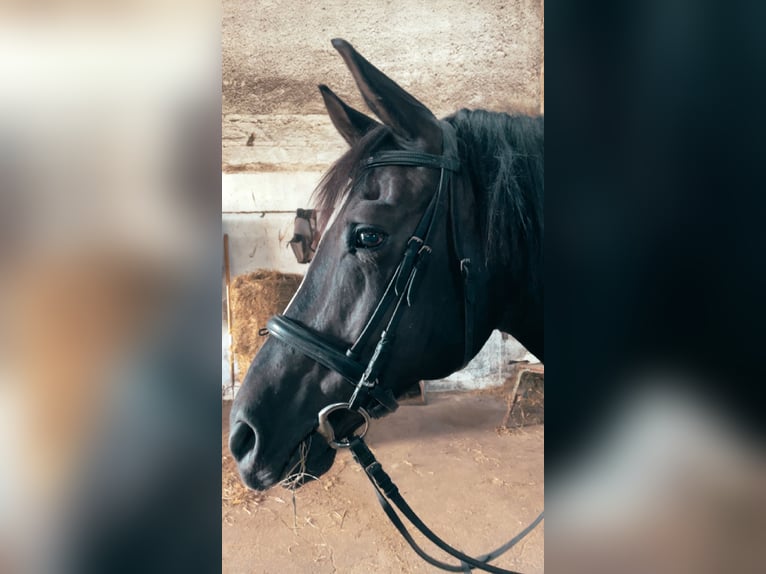Welsh-D Mix Castrone 15 Anni Morello in Dernbach (Westerwald)