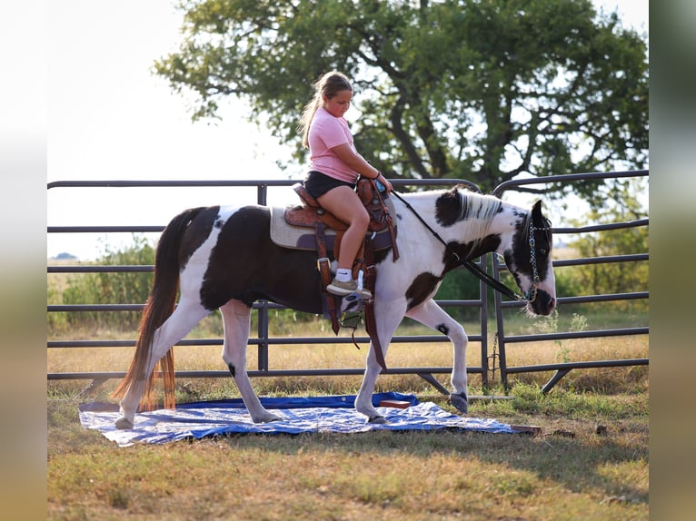 Welsh-D Castrone 16 Anni 137 cm Pezzato in Forney