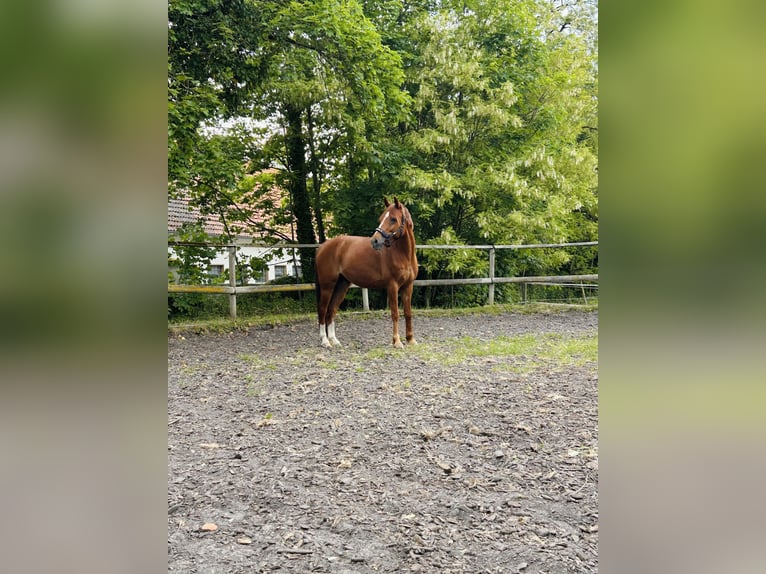 Welsh-D Mix Castrone 16 Anni 150 cm Sauro in Paderborn