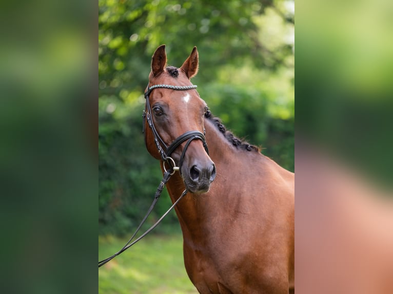 Welsh-D Castrone 16 Anni 156 cm Baio ciliegia in Debrecen