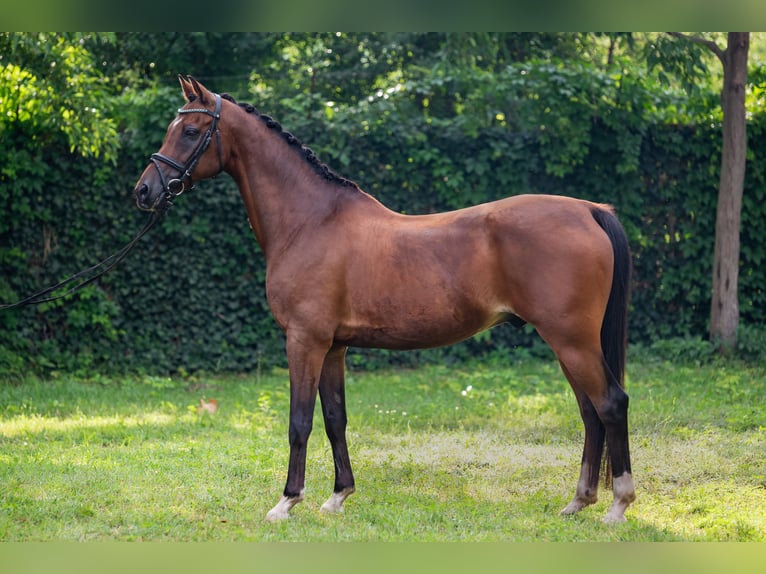 Welsh-D Castrone 16 Anni 156 cm Baio ciliegia in Debrecen