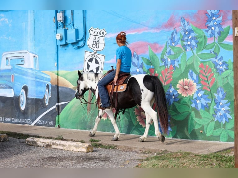 Welsh-D Castrone 17 Anni 137 cm Pezzato in Forney