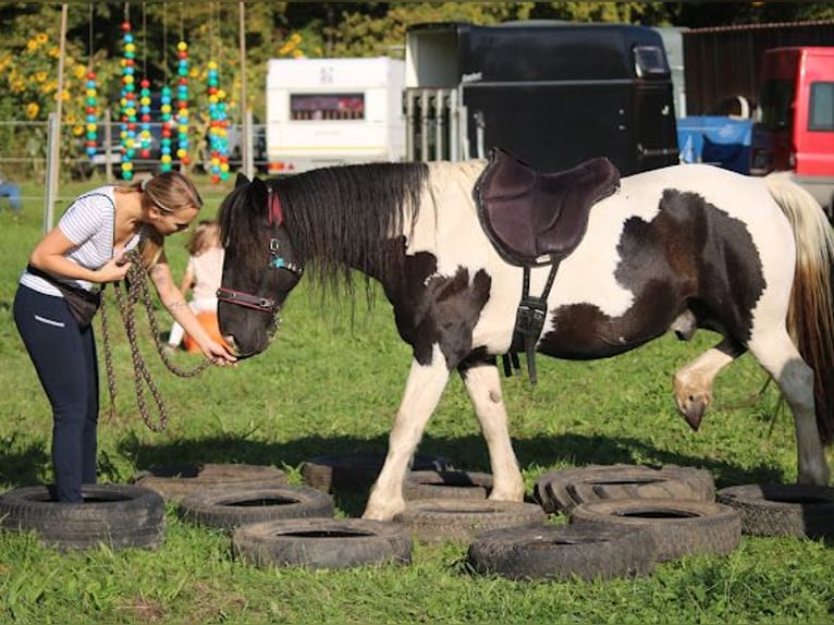 Welsh-D Mix Castrone 17 Anni 143 cm Pezzato in Monsheim