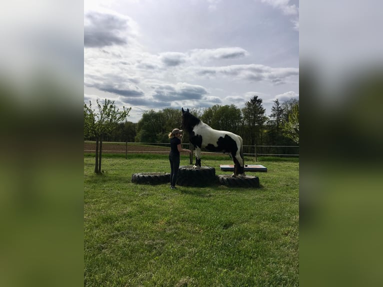 Welsh-D Mix Castrone 17 Anni 143 cm Pezzato in Monsheim