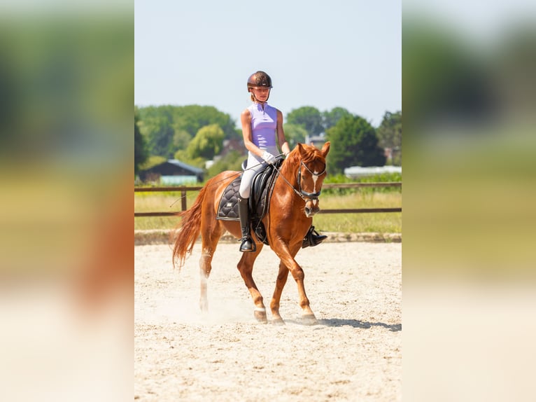 Welsh-D Castrone 18 Anni 148 cm Sauro in Nootdorp