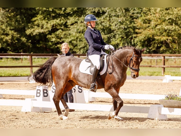 Welsh-D Castrone 18 Anni 151 cm Baio scuro in Ommen