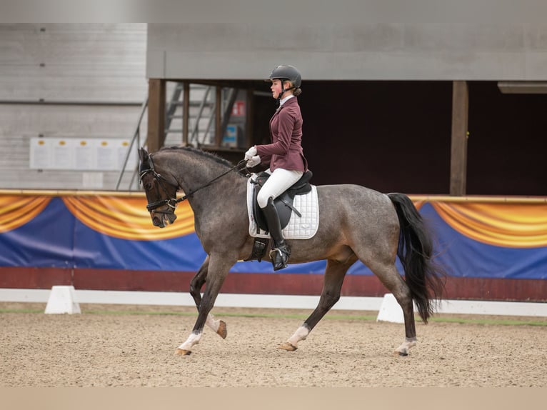 Welsh-D Castrone 18 Anni 151 cm Baio scuro in Ommen