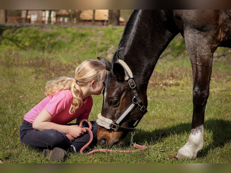 Welsh-D Castrone 18 Anni 151 cm Baio scuro in Ommen