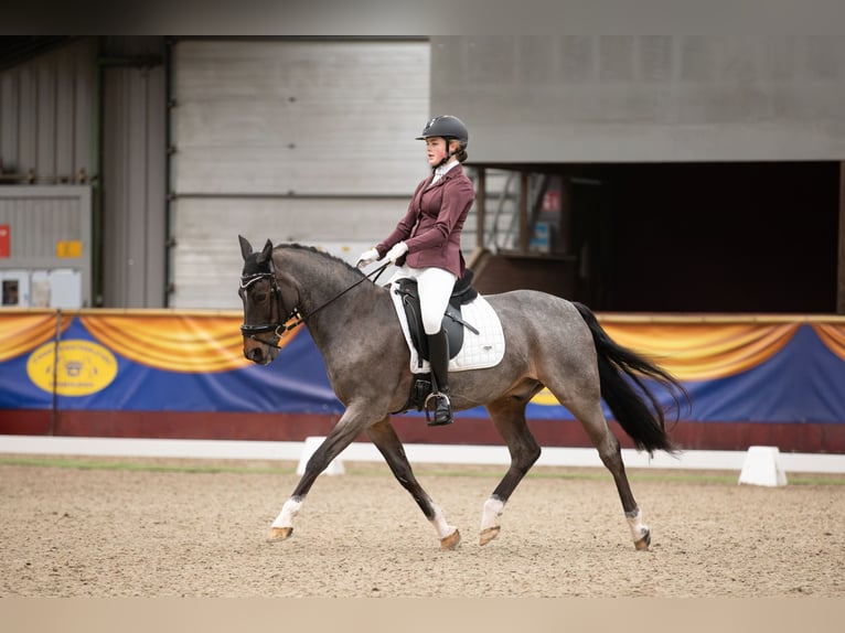 Welsh-D Castrone 18 Anni 151 cm Baio scuro in Ommen