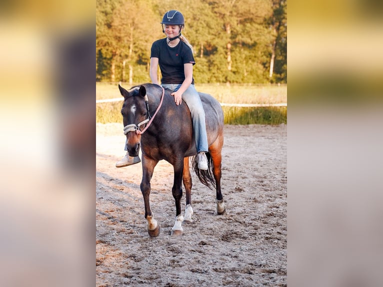 Welsh-D Castrone 18 Anni 151 cm Baio scuro in Ommen