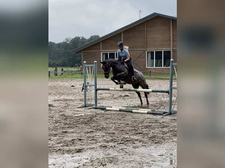 Welsh-D Castrone 18 Anni 151 cm Baio scuro in Ommen