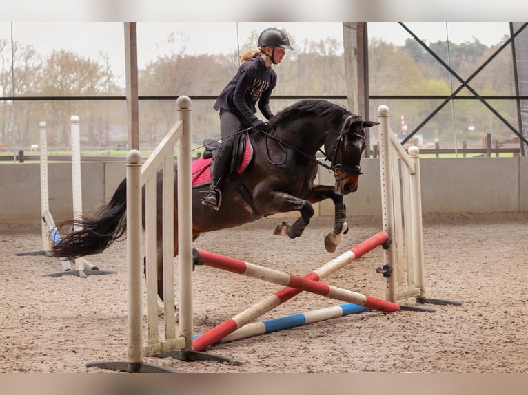 Welsh-D Castrone 18 Anni 151 cm Baio scuro in Ommen