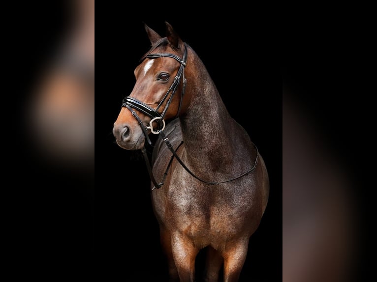 Welsh-D Castrone 18 Anni 151 cm Baio scuro in Ommen