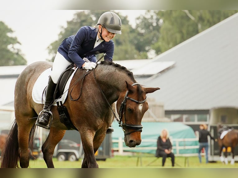 Welsh-D Castrone 18 Anni 151 cm Baio scuro in Ommen