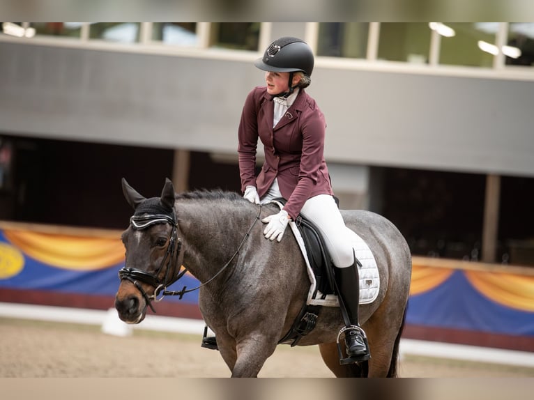 Welsh-D Castrone 18 Anni 151 cm Baio scuro in Ommen
