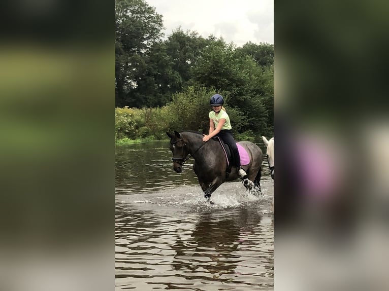 Welsh-D Castrone 18 Anni 151 cm Baio scuro in Ommen