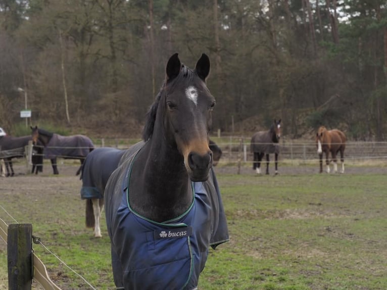 Welsh-D Castrone 18 Anni 151 cm Baio scuro in Ommen