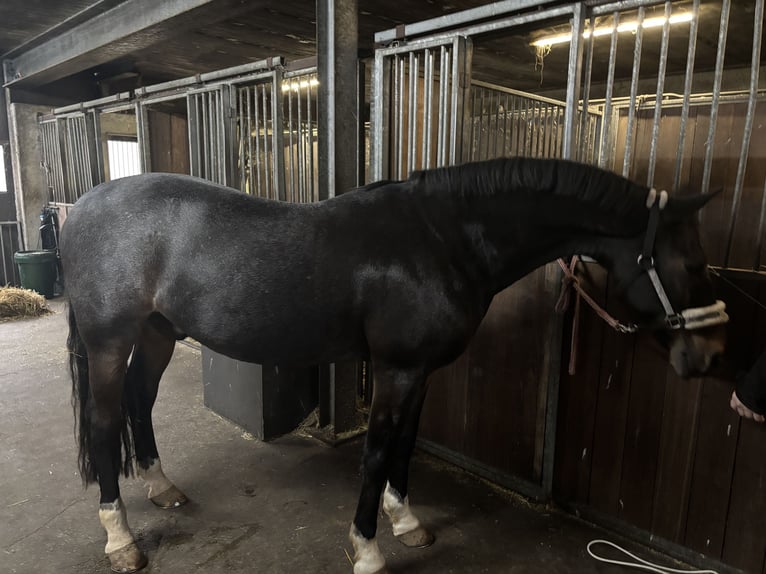 Welsh-D Castrone 18 Anni 151 cm Baio scuro in Ommen