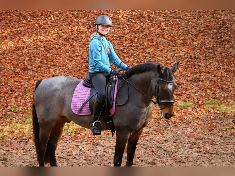 Welsh-D Castrone 18 Anni 151 cm Baio scuro in Ommen