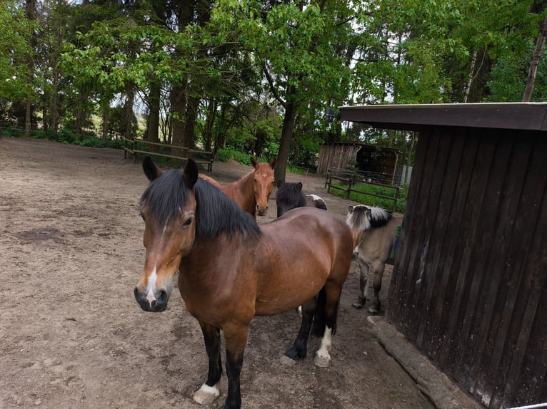 Welsh-D Castrone 19 Anni 156 cm Baio in Thomasburg