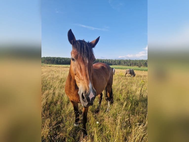 Welsh-D Castrone 19 Anni 156 cm Baio in Thomasburg