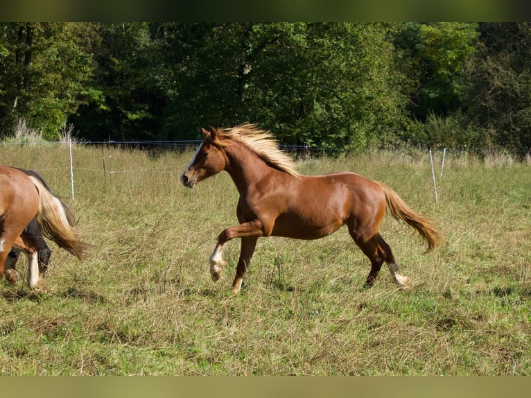 Welsh-D Castrone 1 Anno 145 cm Sauro in Ménil-la-Tour