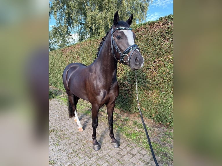 Welsh-D Castrone 3 Anni 141 cm Baio nero in Vlijmen
