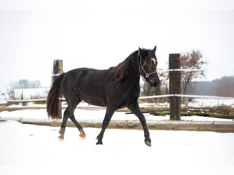 Welsh-D Castrone 3 Anni 143 cm Baio scuro in Laubach