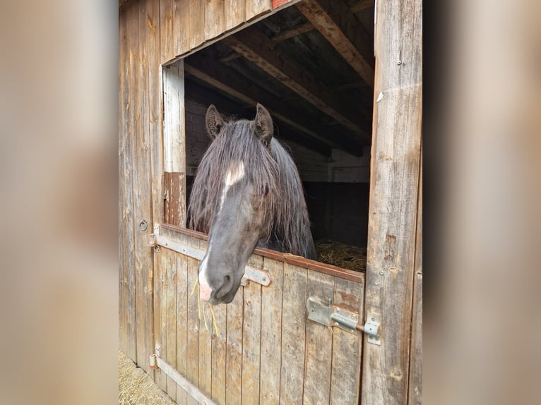 Welsh-D Castrone 3 Anni 145 cm Morello in Neumünster