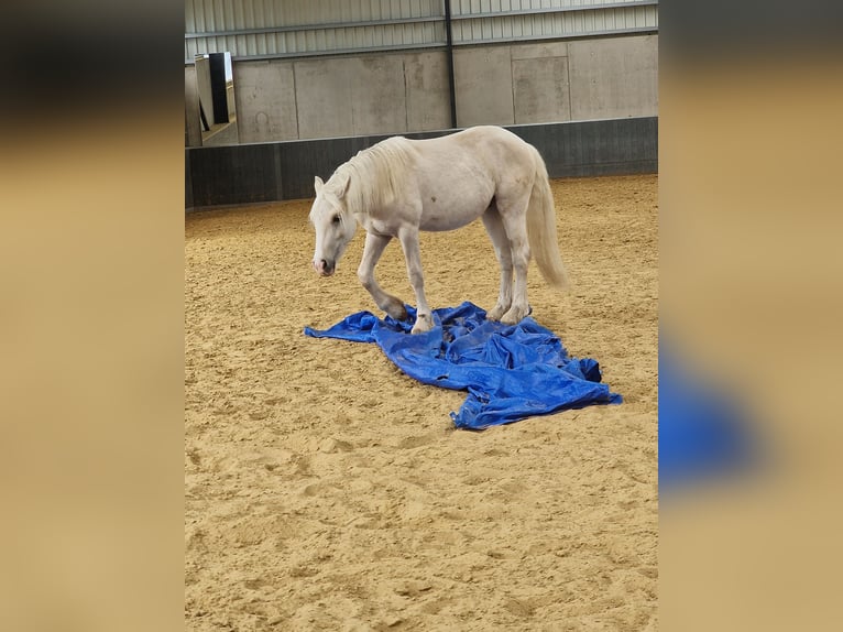 Welsh-D Castrone 3 Anni Palomino in Langenselbold