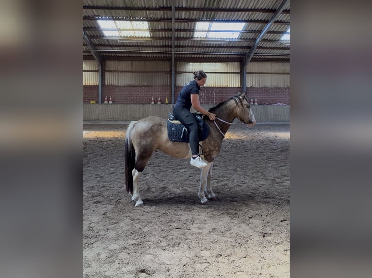 Welsh-D Mix Castrone 4 Anni 145 cm Pezzato in Badbergen