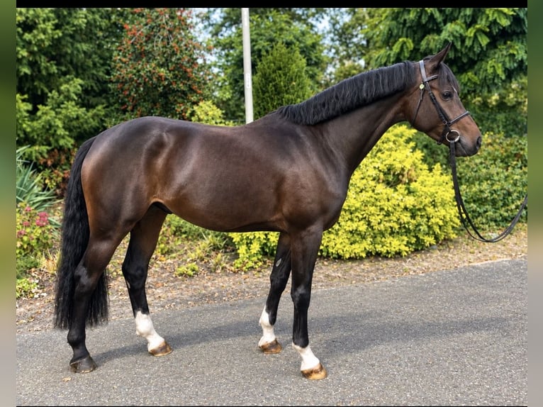 Welsh-D Castrone 4 Anni 147 cm Baio scuro in Nettetal