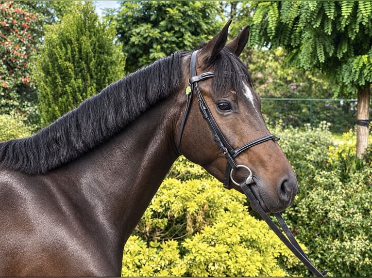 Welsh-D Castrone 4 Anni 147 cm Baio scuro in Nettetal