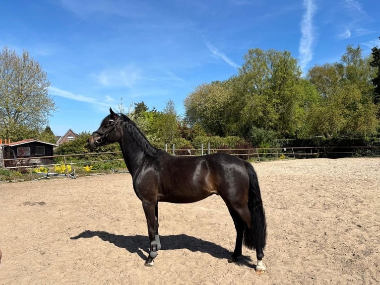 Welsh-D Castrone 4 Anni 147 cm Baio scuro in Nieuw-Amsterdam