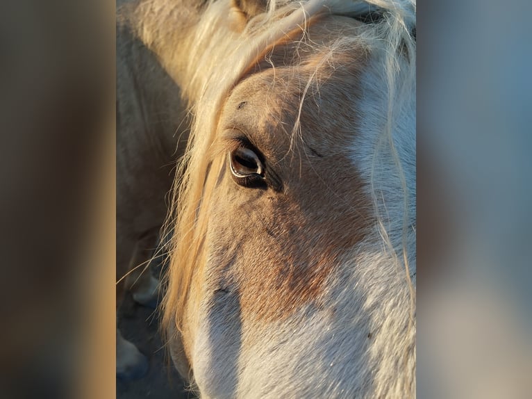 Welsh-D Castrone 4 Anni 147 cm Palomino in Herzberg am Harz