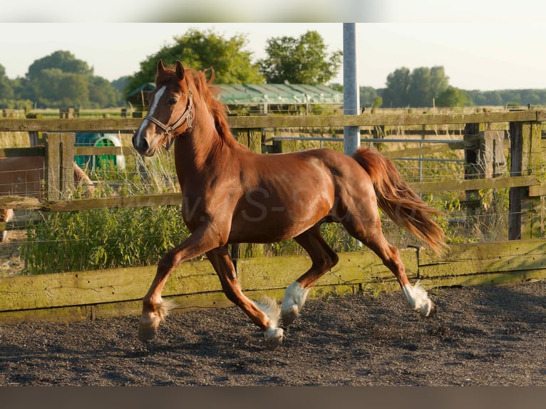 Welsh-D Castrone 4 Anni 155 cm Sauro in Meerbusch