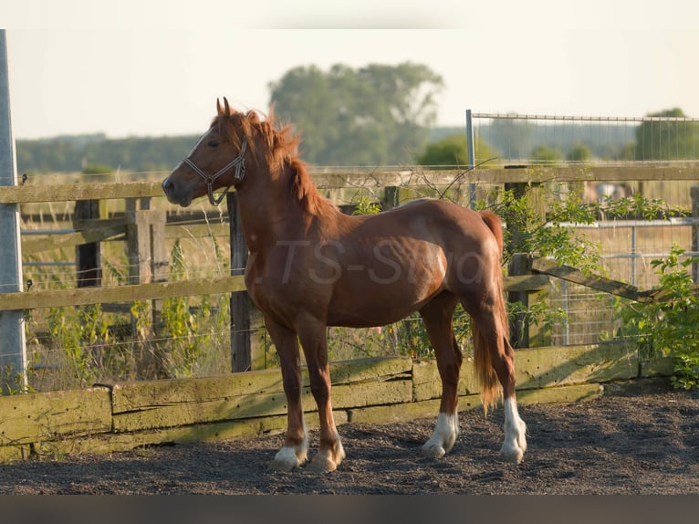 Welsh-D Castrone 4 Anni 155 cm Sauro in Meerbusch