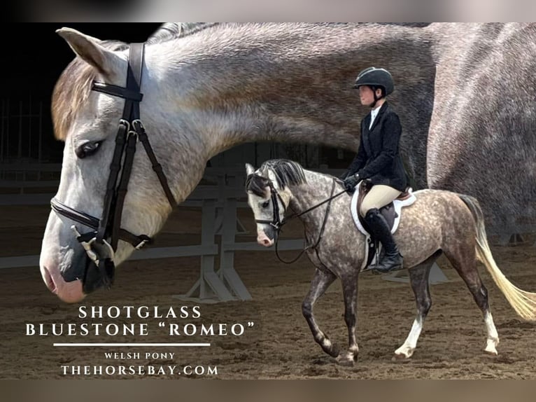 Welsh-D Castrone 5 Anni 127 cm Grigio pezzato in Fort Collins, CO