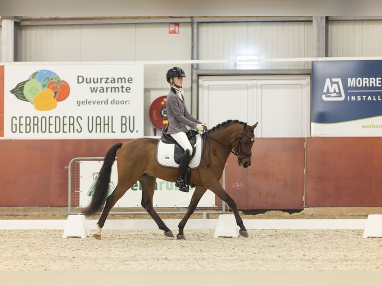 Welsh-D Castrone 5 Anni 144 cm Baio in Zwolle