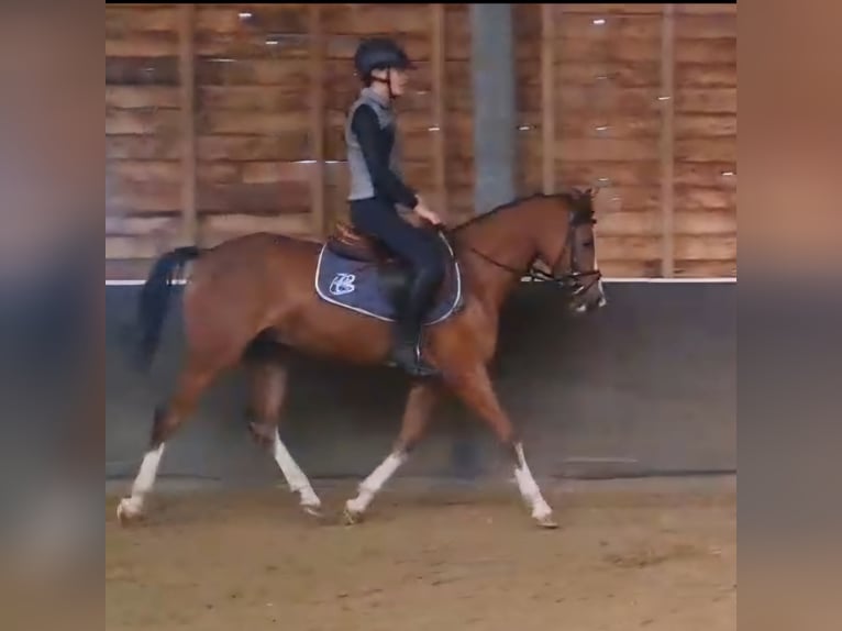 Welsh-D Castrone 5 Anni 145 cm Baio in Daarlerveen