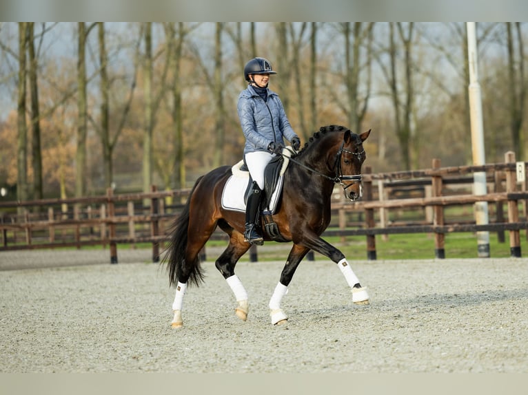 Welsh-D Castrone 5 Anni 146 cm Baio scuro in Veghel