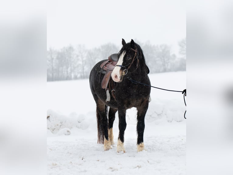 Welsh-D Castrone 5 Anni 148 cm Baio nero in Borken