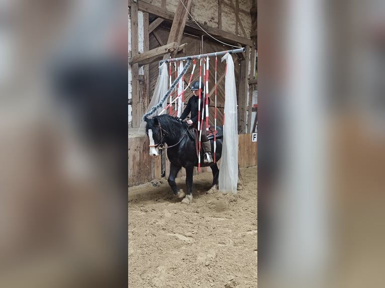 Welsh-D Castrone 5 Anni 148 cm Baio nero in Borken