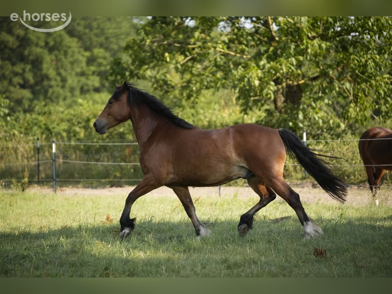 Welsh-D Castrone 5 Anni 154 cm Baio in Greven